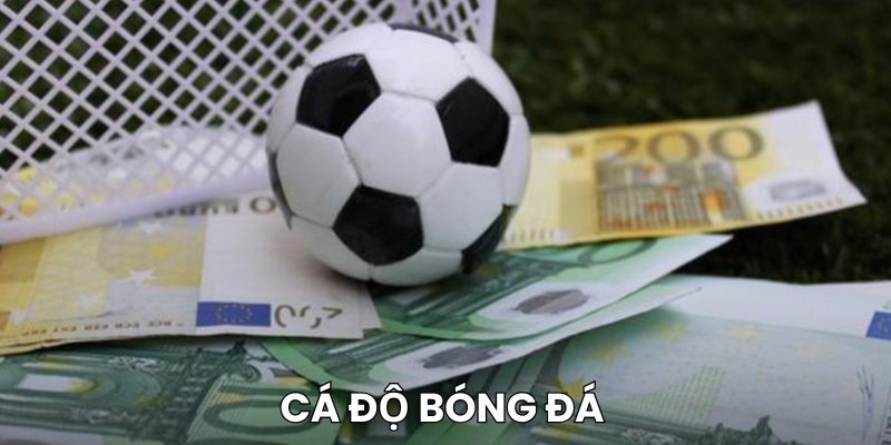 cá độ bóng đá